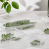 Sustainable clamshell blister packaging brands
